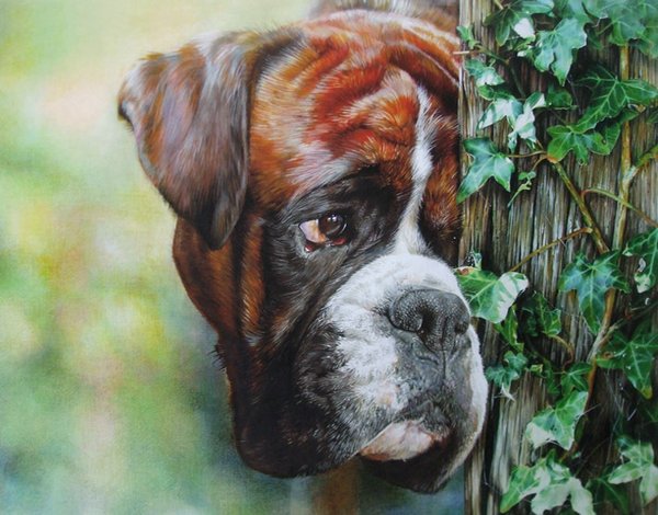 Boxed In - Boxer by Denise Finney
