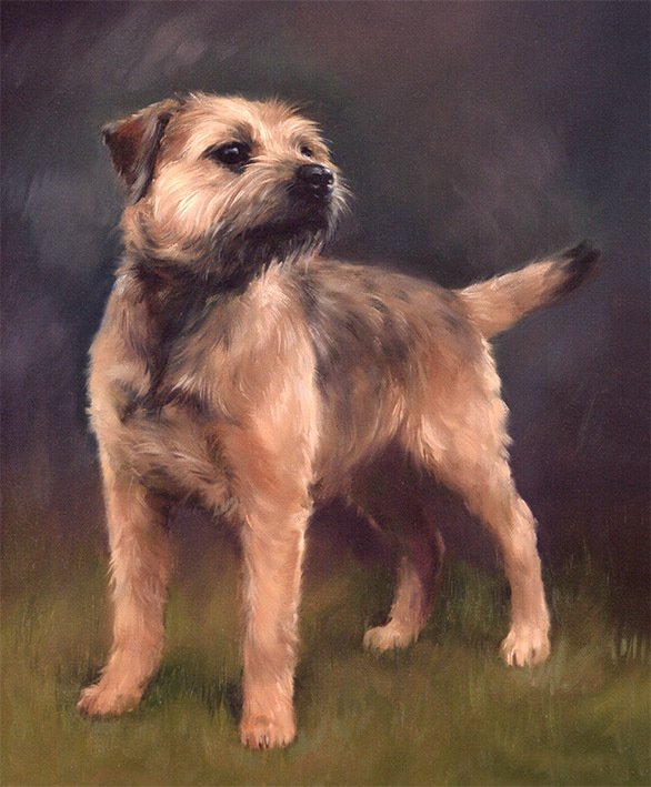 Border Terrier by Jacqueline Stanhope