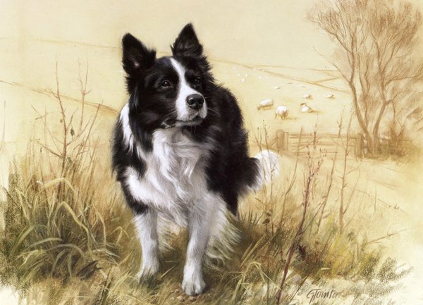 Border Collie by Gail Tointon