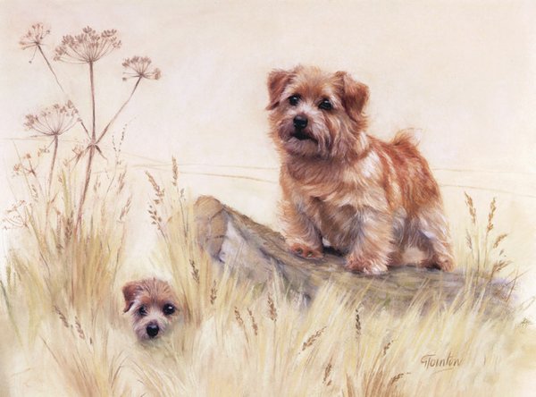 Norfolk Terrier by Gail Tointon