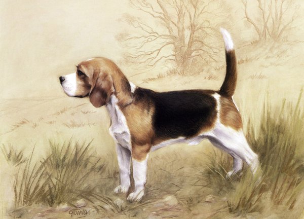 Beagle by Gail Tointon