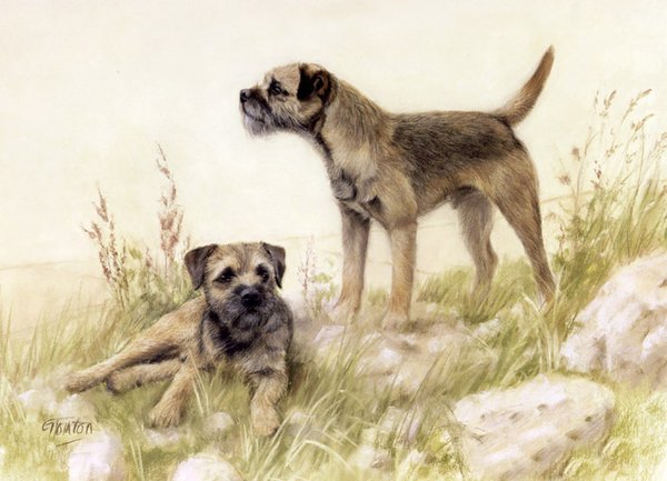 Border Terrier by Gail Tointon