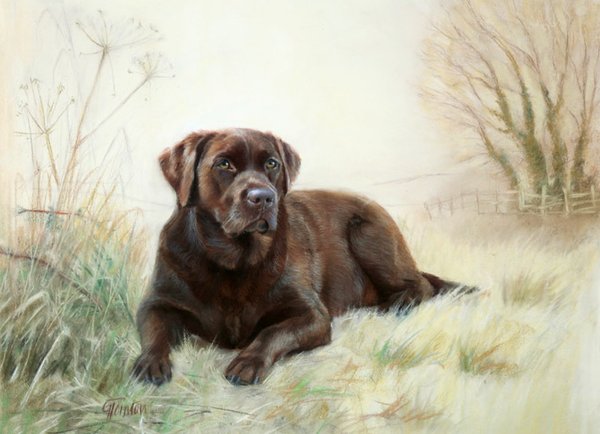 Chocolate Labrador by Gail Tointon