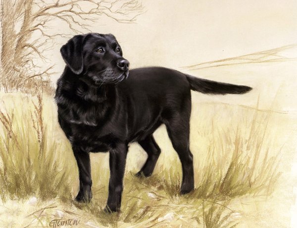 Black Labrador by Gail Tointon