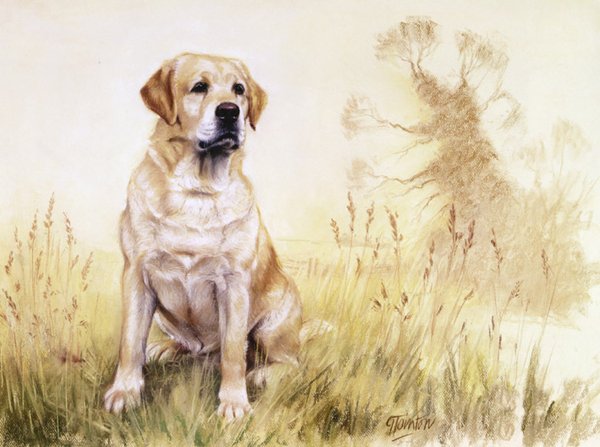 Yellow Labrador by Gail Tointon