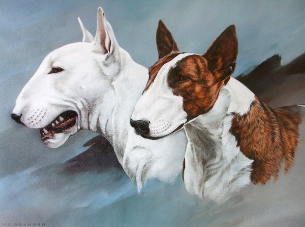 English Bull Terriers by Vic Granger