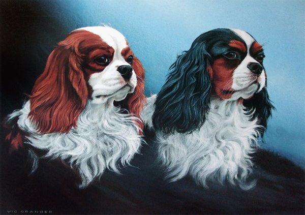 Cavalier King Charles by Vic Granger