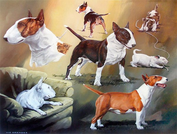 English Bull Terrier by Vic Granger