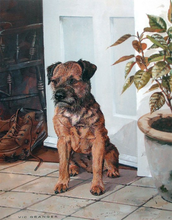 Border Terrier by Vic Granger