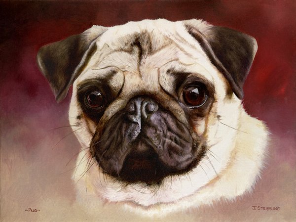 Original Painting - Pug Portrait by Joanna Stribbling
