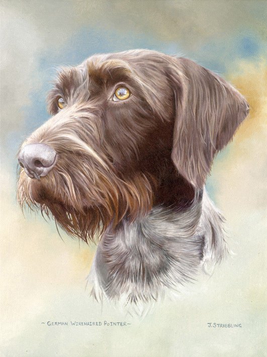 Original Painting - German Wire Haired Pointer by Joanna Stribbling
