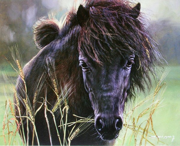 Original Painting - Napoleon, Shetland Pony by Judi Kent Pyrah